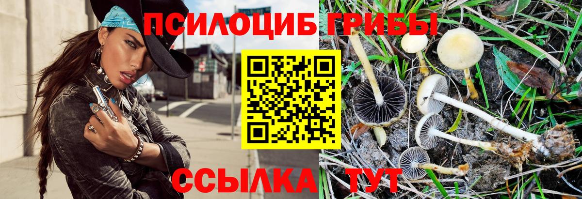 Псилоцибиновые грибы Psilocybe Пермь